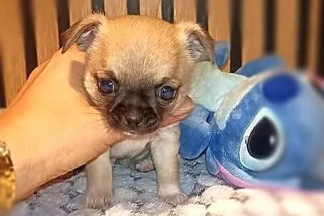 CHIHUAHUA, Śląskie, Dąbrowa Górnicza
