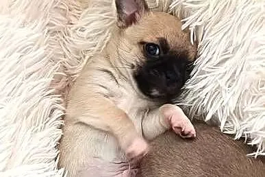 CHIHUAHUA, Śląskie, Dąbrowa Górnicza