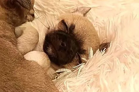 CHIHUAHUA, Śląskie, Dąbrowa Górnicza
