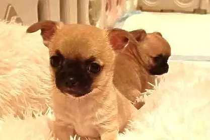 CHIHUAHUA, Śląskie, Dąbrowa Górnicza