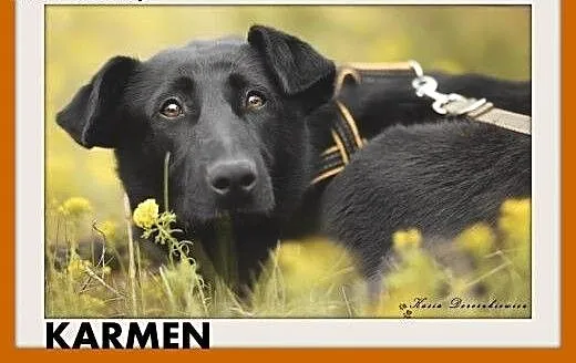 KARMEN,smutna,łagodna,spokojna suczka średnia.ADOP