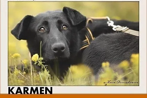KARMEN,smutna,łagodna,spokojna suczka średnia.ADOP