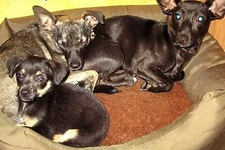 Dwie mikro-sunie razem lub osobno 4-5kg ,adopcja!!
