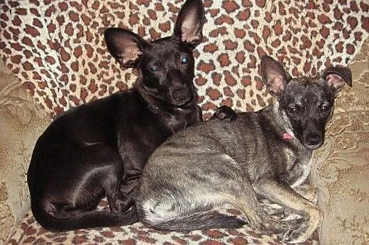 Dwie mikro-sunie razem lub osobno 4-5kg ,adopcja!!