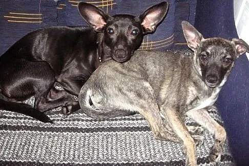 Dwie mikro-sunie razem lub osobno 4-5kg ,adopcja!!