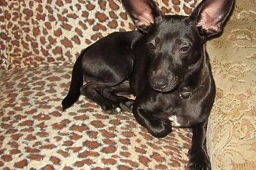 Dwie mikro-sunie razem lub osobno 4-5kg ,adopcja!!