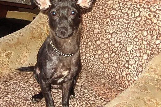 Dwie mikro-sunie razem lub osobno 4-5kg ,adopcja!!
