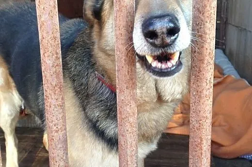 GERDA - z kanapy do boksu, pilnie dom!!!,  wielkop