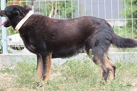 Gabon- uczuciowy, mądry psiak,  mazowieckie Nowy D