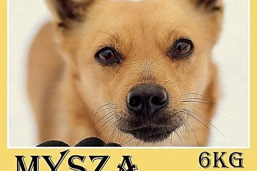 6kg,mała,łagodna,rezolutna,towarzyska suczka MYSZA.Adopcja,  dolnośląskie Wrocław