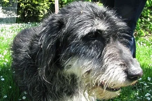 Dziadek Bolek marzy o spokojnej starości - pies do adopcji ,  łódzkie Łódź
