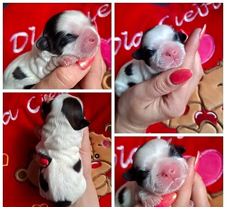 Suczka suczki rasy shih tzu z genem czekoladowym odbiór połowa lipca, Podkarpackie, Rzeszów