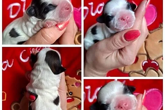 Suczka suczki rasy shih tzu z genem czekoladowym odbiór połowa lipca, Podkarpackie, Rzeszów