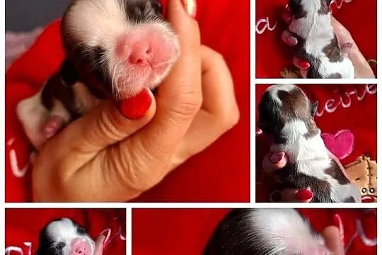 Suczka suczki rasy shih tzu z genem czekoladowym odbiór połowa lipca, Podkarpackie, Rzeszów