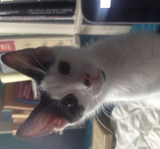 Kotek do adopcji, mazowieckie Warszawa