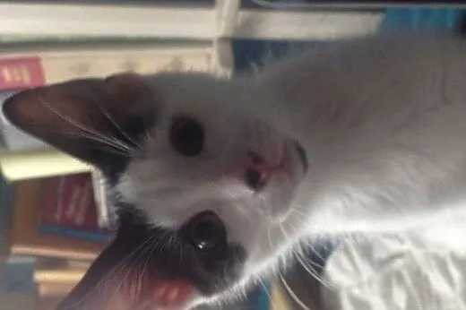 Kotek do adopcji,  mazowieckie Warszawa