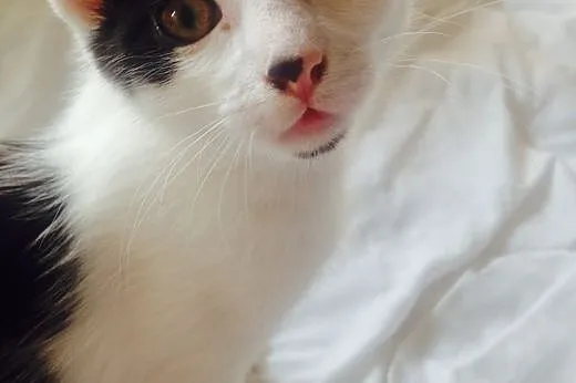 Kotek do adopcji,  mazowieckie Warszawa