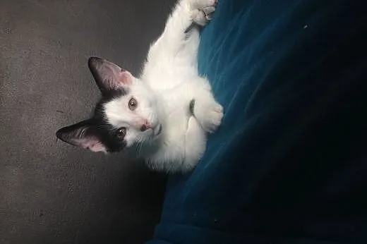 Kotek do adopcji,  mazowieckie Warszawa