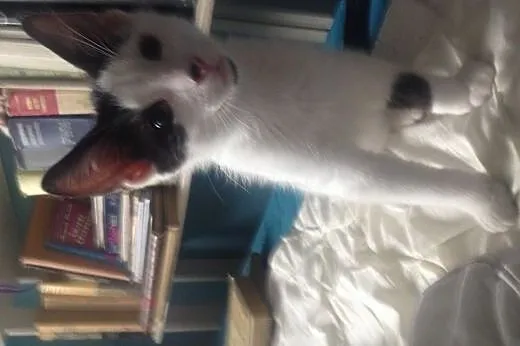 Kotek do adopcji,  mazowieckie Warszawa