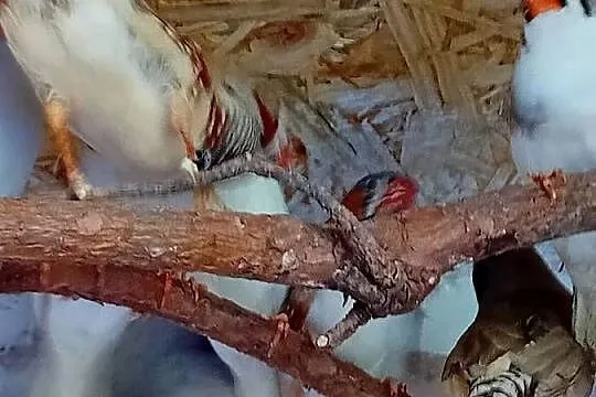 Zeberki dorosłe  kolorowe
