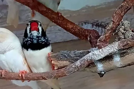 Zeberki dorosłe  kolorowe, Mazowieckie, Siedlce