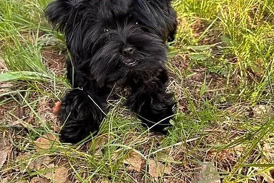 Black Yorkshire terrier