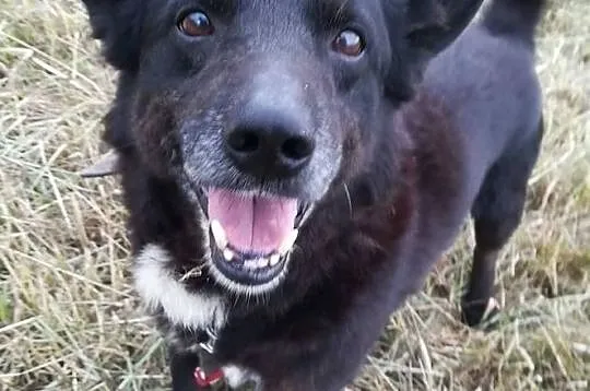Uroczy, przytulaśny BRZYDALEK, drobny, towarzyski, spacerowy psiak DO ADOPCJI, Śląskie, Katowice