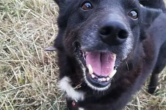 Uroczy, przytulaśny BRZYDALEK, drobny, towarzyski, spacerowy psiak DO ADOPCJI, Śląskie, Katowice