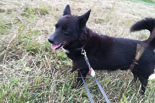 Uroczy, przytulaśny BRZYDALEK, drobny, towarzyski, spacerowy psiak DO ADOPCJI, Śląskie, Katowice