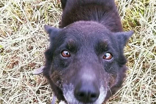 Uroczy, przytulaśny BRZYDALEK, drobny, towarzyski, spacerowy psiak DO ADOPCJI, Śląskie, Katowice