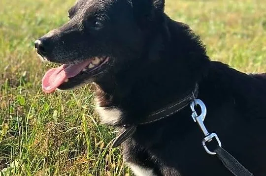 Uroczy, przytulaśny BRZYDALEK, drobny, towarzyski, spacerowy psiak DO ADOPCJI, Śląskie, Katowice