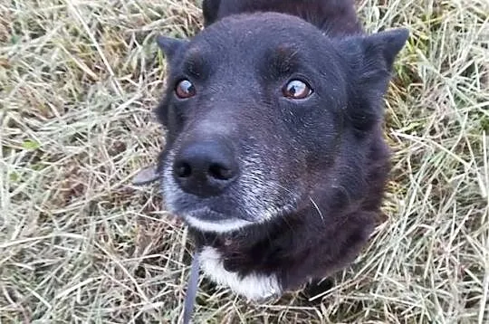 Uroczy, przytulaśny BRZYDALEK, drobny, towarzyski, spacerowy psiak DO ADOPCJI, Śląskie, Katowice