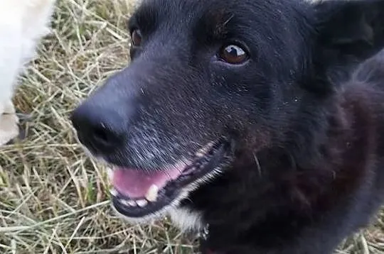 Uroczy, przytulaśny BRZYDALEK, drobny, towarzyski, spacerowy psiak DO ADOPCJI, Śląskie, Katowice
