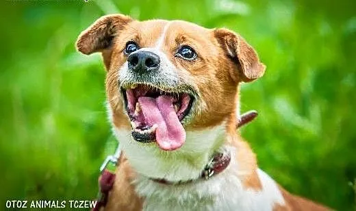 OTOZ Animals - Keks - wesoły, mały grubasek czeka