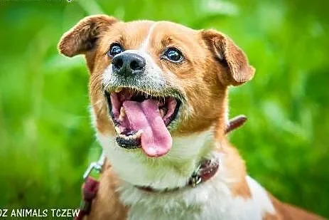 OTOZ Animals - Keks - wesoły, mały grubasek czeka 