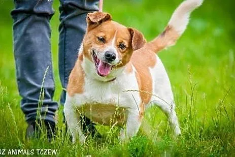 OTOZ Animals - Keks - wesoły, mały grubasek czeka 