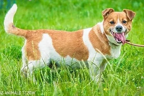 OTOZ Animals - Keks - wesoły, mały grubasek czeka 