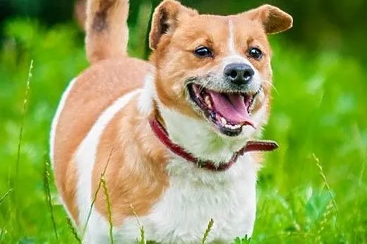 OTOZ Animals - Keks - wesoły, mały grubasek czeka 