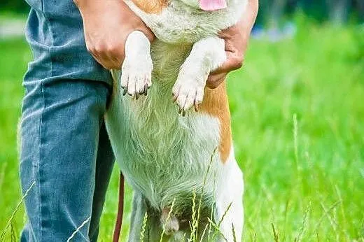 OTOZ Animals - Keks - wesoły, mały grubasek czeka 