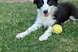 Border collie suczka.Rodzice przebadani genetycznie