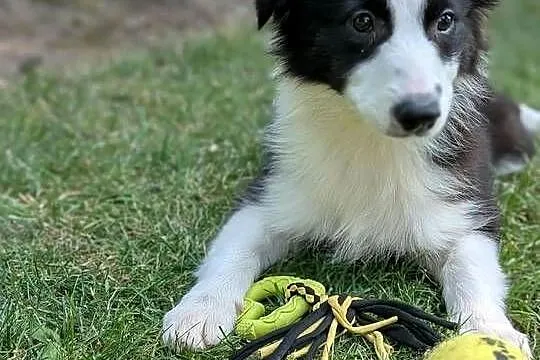 Border collie suczka.Rodzice przebadani genetycznie, Świętokrzyskie, Szczaworyż