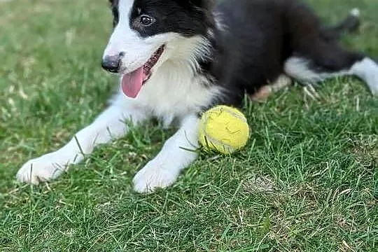 Border collie suczka.Rodzice przebadani genetycznie, Świętokrzyskie, Szczaworyż