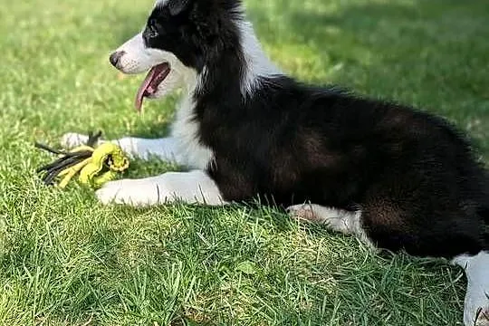 Border collie suczka.Rodzice przebadani genetycznie, Świętokrzyskie, Szczaworyż