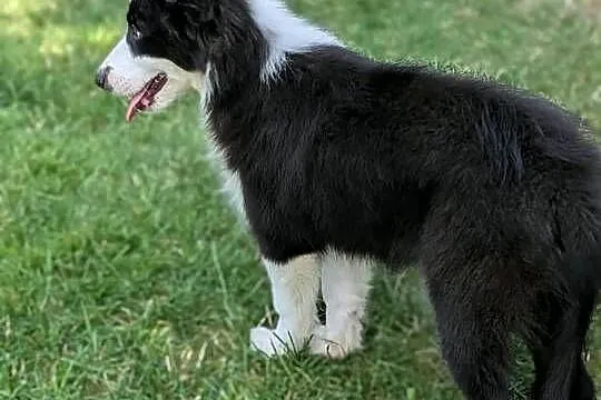 Border collie suczka.Rodzice przebadani genetycznie, Świętokrzyskie, Szczaworyż