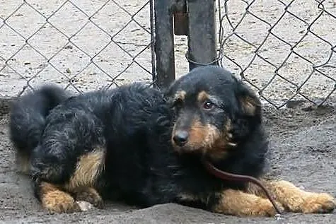 TOBI czyli super szorściak do adopcji