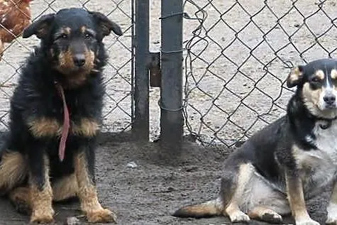 TOBI czyli super szorściak do adopcji