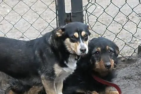 TOBI czyli super szorściak do adopcji