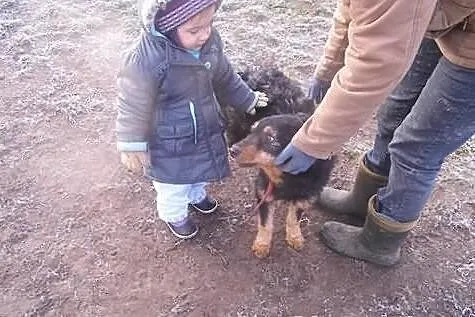 TOBI czyli super szorściak do adopcji