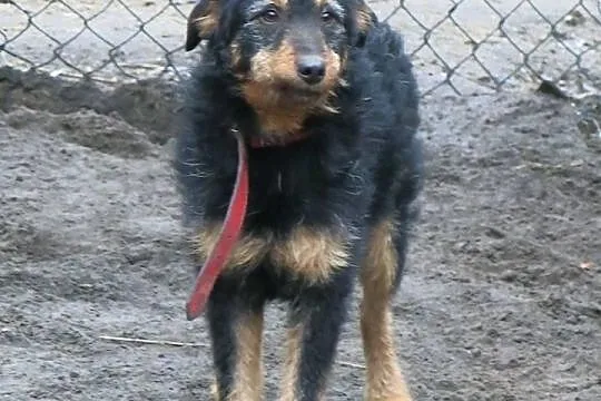 TOBI czyli super szorściak do adopcji