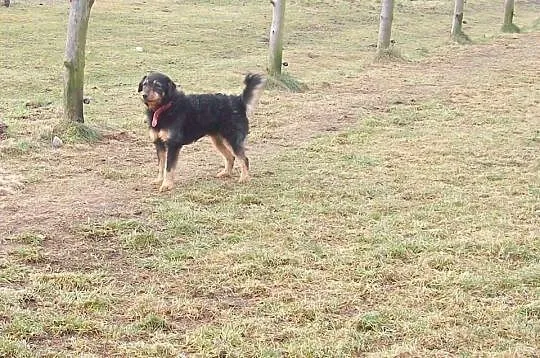 TOBI czyli super szorściak do adopcji